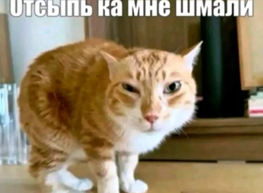 🤩 Стикер «Твоя мама шалава» для Telegram