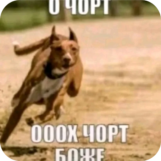 🐎 Стикер «Твоя мама шалава» для Telegram
