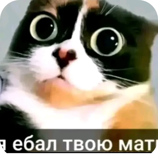 🐱 Стикер «Твоя мама шалава» для Telegram