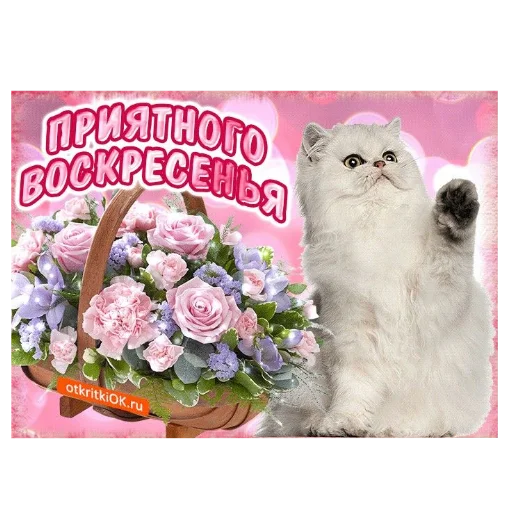 🐱 Стикер «Открытки» для Telegram