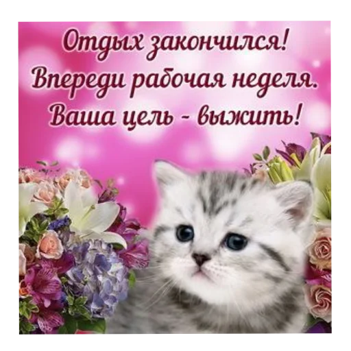 🐱 Стикер «Открытки» для Telegram
