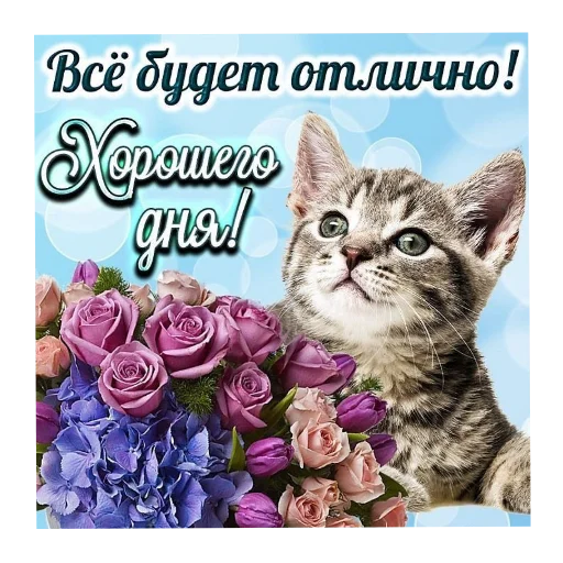 🐱 Стикер «Открытки» для Telegram