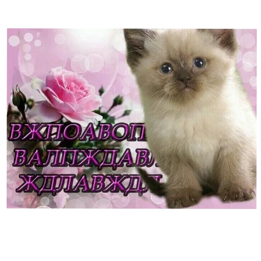 🐱 Стикер «Открытки» для Telegram