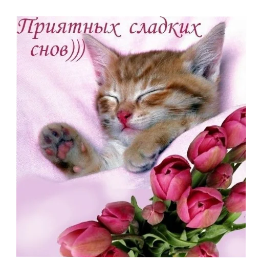 🐱 Стикер «Открытки» для Telegram