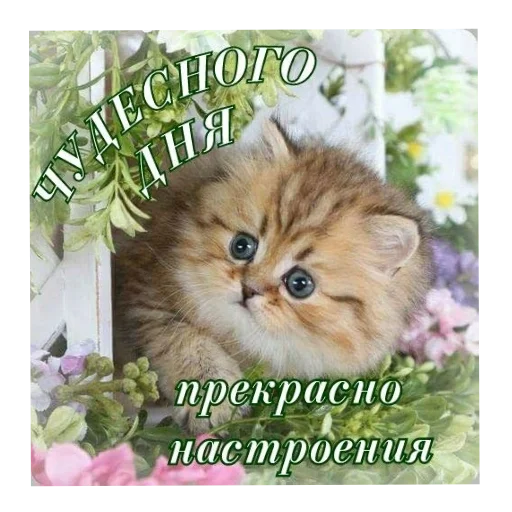 🐱 Стикер «Открытки» для Telegram