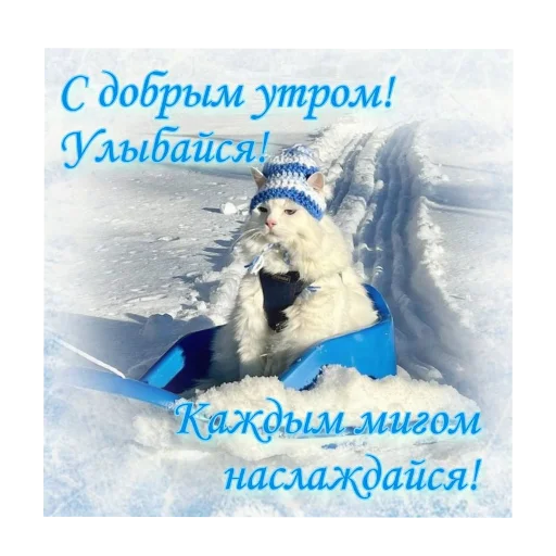 🐶 Стикер «Открытки» для Telegram