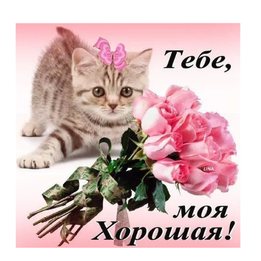 🐱 Стикер «Открытки» для Telegram