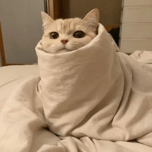 😄 Стикер «sweet pussy» для Telegram