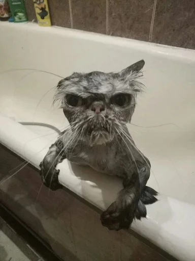 😡 Стикер «sweet pussy» для Telegram
