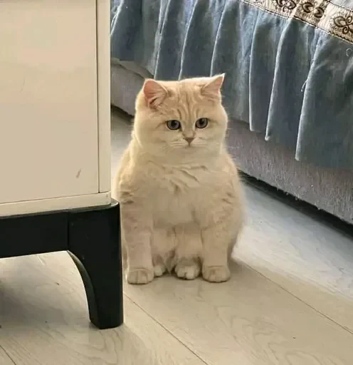 😕 Стикер «sweet pussy» для Telegram