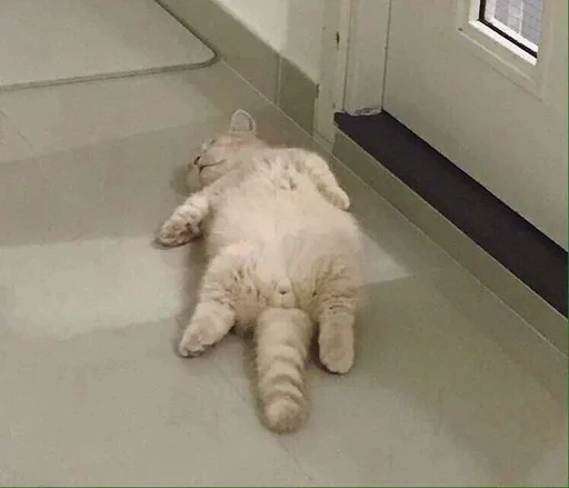 🙃 Стикер «sweet pussy» для Telegram