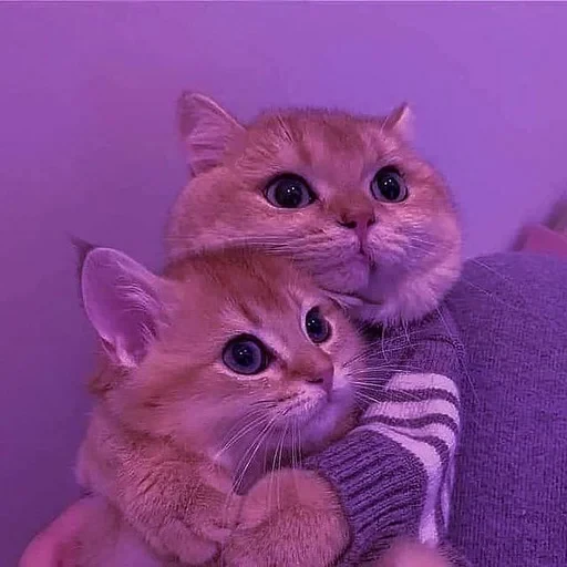 ❤️ Стикер «sweet pussy» для Telegram