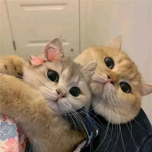 ❤️ Стикер «sweet pussy» для Telegram