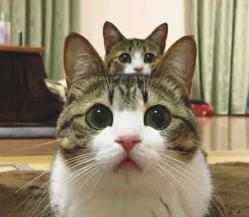 😈 Стикер «sweet pussy» для Telegram