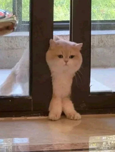 😌 Стикер «sweet pussy» для Telegram