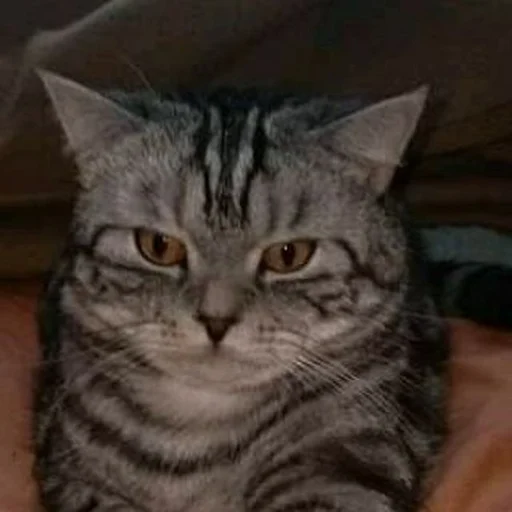😡 Стикер «sweet pussy» для Telegram