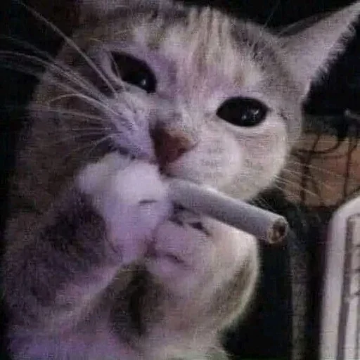 😔 Стикер «sweet pussy» для Telegram
