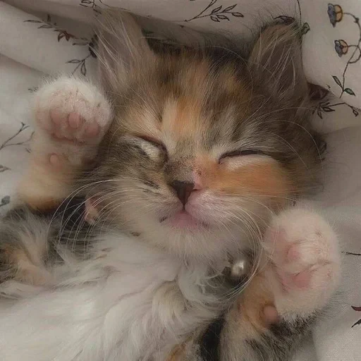 🥺 Стикер «sweet pussy» для Telegram