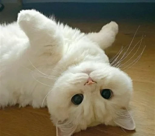 😸 Стикер «sweet pussy» для Telegram