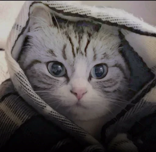 ☺️ Стикер «sweet pussy» для Telegram