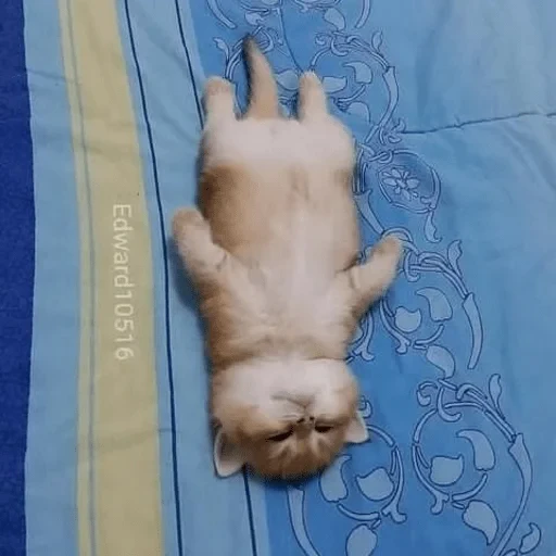 🥺 Стикер «sweet pussy» для Telegram