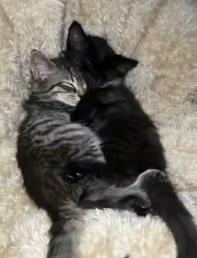 ❤️ Стикер «sweet pussy» для Telegram