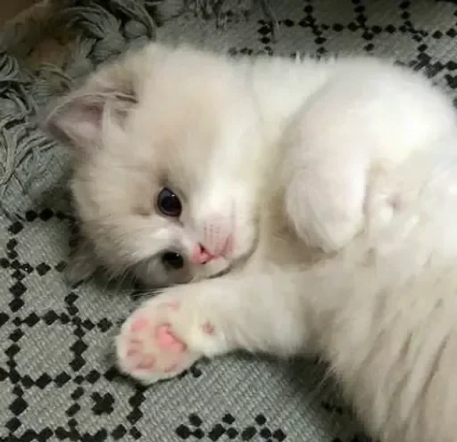 Стикерпак sweet pussy для Telegram