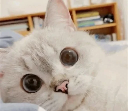 🥺 Стикер «sweet pussy» для Telegram
