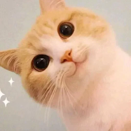 😊 Стикер «sweet pussy» для Telegram