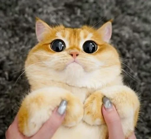 🥺 Стикер «sweet pussy» для Telegram