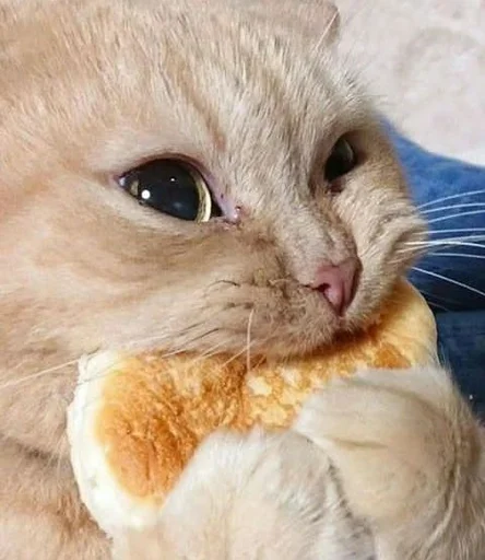 🧀 Стикер «sweet pussy» для Telegram