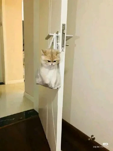 😡 Стикер «sweet pussy» для Telegram