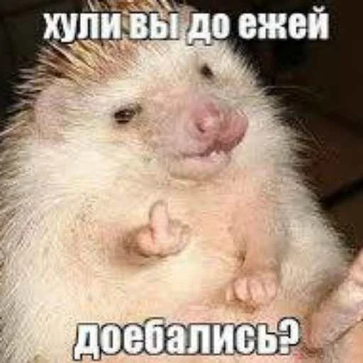 🦔 Стикер «тгк алмазные плоскоземельцы» для Telegram