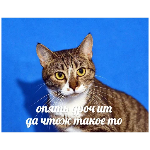 😿 Стикер «youcanchangethisanytime» для Telegram
