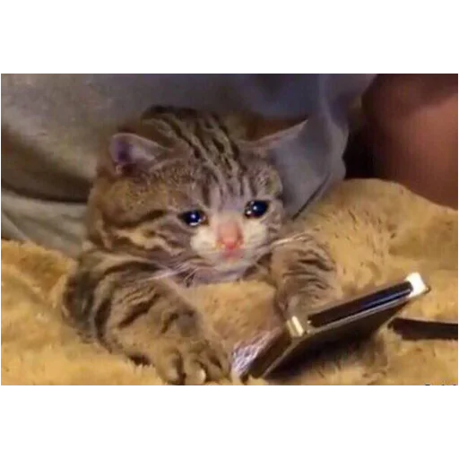 😢 Стикер «youcanchangethisanytime» для Telegram