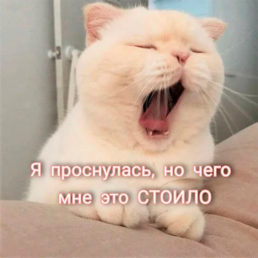🥱 Стикер «На случай важных переговоров» для Telegram