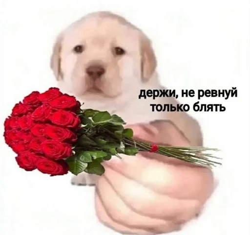 💐 Стикер «На случай важных переговоров» для Telegram