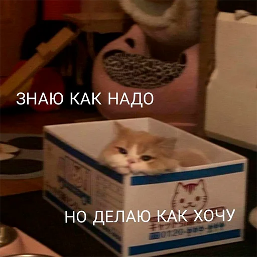 🙈 Стикер «На случай важных переговоров» для Telegram