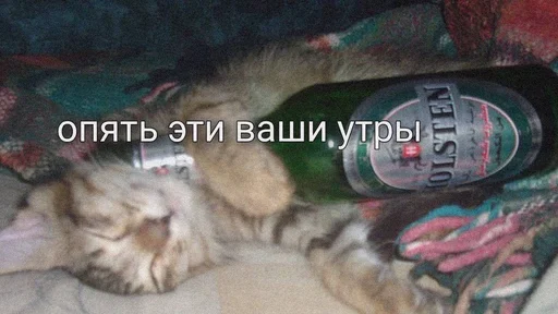 😾 Стикер «На случай важных переговоров» для Telegram