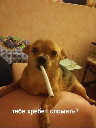 🥴 Стикер «На случай важных переговоров» для Telegram