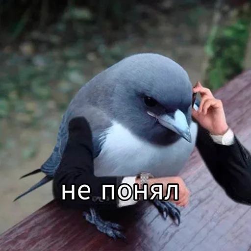 🤔 Стикер «На случай важных переговоров» для Telegram