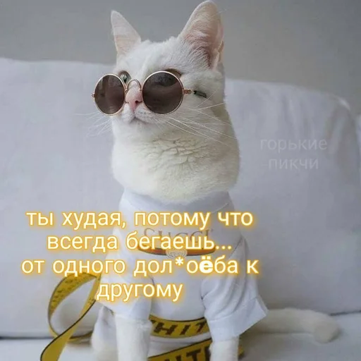 😹 Стикер «На случай важных переговоров» для Telegram