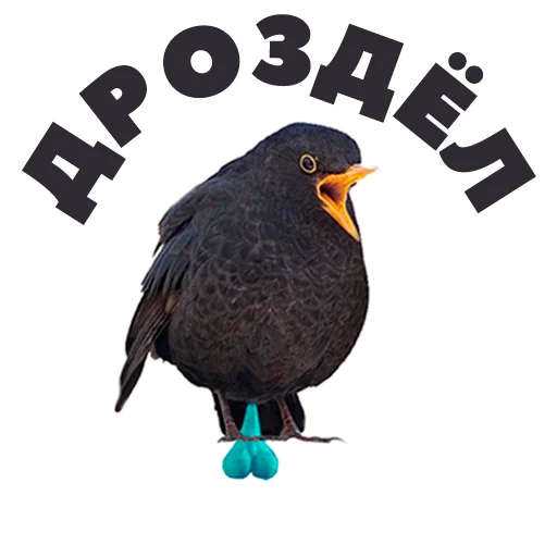 🐐 Стикер «in DROZDeggs colour» для Telegram