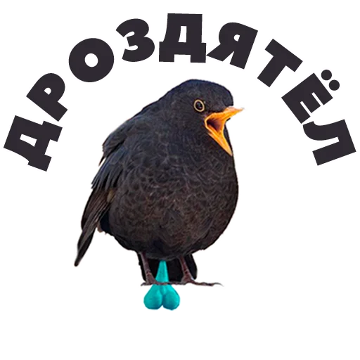 😞 Стикер «in DROZDeggs colour» для Telegram