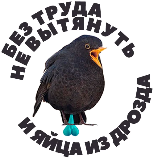 👌 Стикер «in DROZDeggs colour» для Telegram