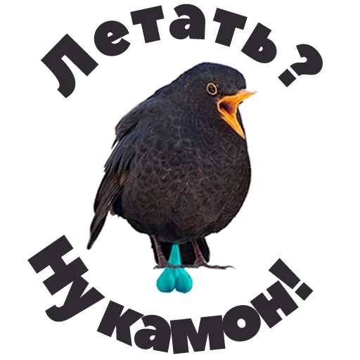 🙀 Стикер «in DROZDeggs colour» для Telegram