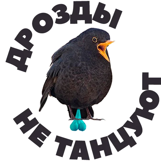 💃 Стикер «in DROZDeggs colour» для Telegram