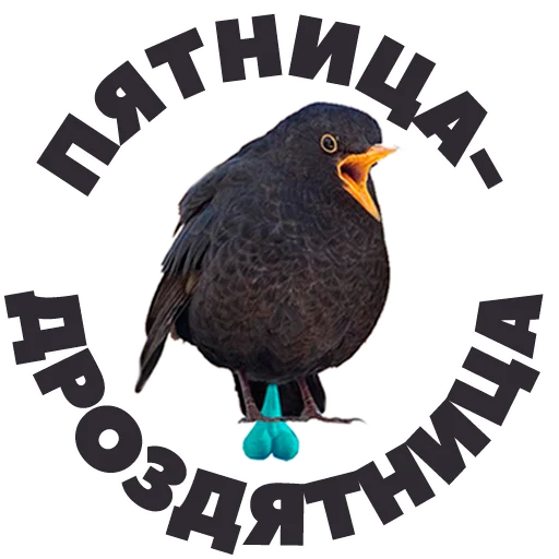 💃 Стикер «in DROZDeggs colour» для Telegram