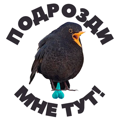 👋 Стикер «in DROZDeggs colour» для Telegram