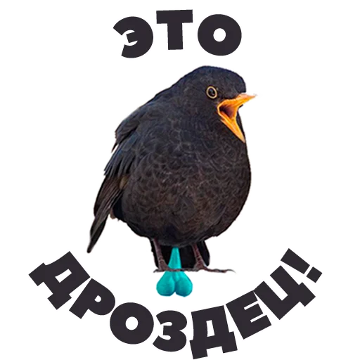 🙈 Стикер «in DROZDeggs colour» для Telegram